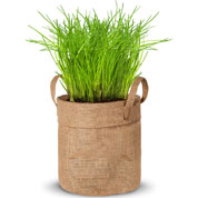 kit de culture ciboulette